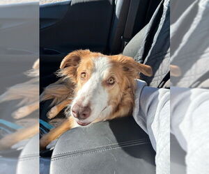 Golden Retriever-Unknown Mix Dogs for adoption in Polson, MT, USA