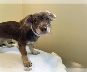 Mutt Dogs for adoption in Pasadena, CA, USA