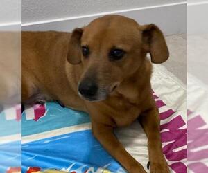 American Rat Pinscher Dogs for adoption in Oakland Park, FL, USA