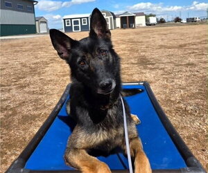 Mutt Dogs for adoption in Imlay City, MI, USA