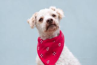 Poodle (Toy) Dogs for adoption in Santa Cruz, CA, USA