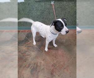 Lab-Pointer Dogs for adoption in Lacombe, LA, USA