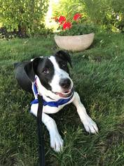 Labrador Retriever Dogs for adoption in Southampton, NY, USA