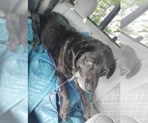 Labrador Retriever-Unknown Mix Dogs for adoption in San Antonio, TX, USA