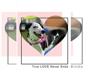 Mutt Dogs for adoption in Shillington, PA, USA