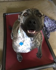 Presa Canario Dogs for adoption in Canon City, CO, USA