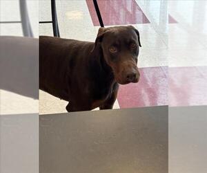 Doberman Pinscher Dogs for adoption in Plano, TX, USA
