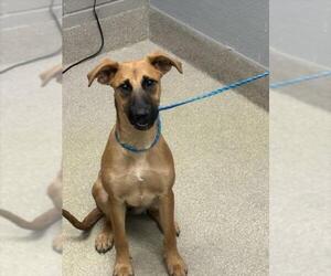 Unknown-Vizsla Mix Dogs for adoption in Las Vegas, NV, USA