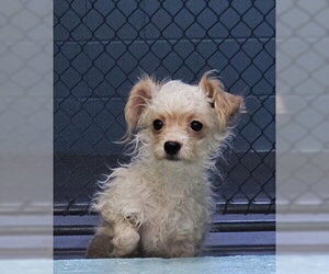 Shih Tzu-Unknown Mix Dogs for adoption in Temple, TX, USA