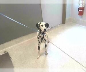 Dalmatian-Unknown Mix Dogs for adoption in Tallahassee, FL, USA