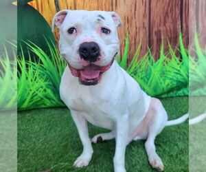 American Pit Bull Terrier Dogs for adoption in Long Beach, CA, USA