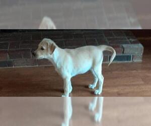 Labrador Retriever-Unknown Mix Dogs for adoption in Vernon, IN, USA
