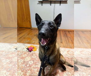 Mutt Dogs for adoption in Imlay City, MI, USA