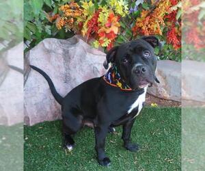 American Pit Bull Terrier-Unknown Mix Dogs for adoption in Oklahoma City, OK, USA