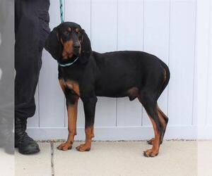 Black and Tan Coonhound Dogs for adoption in Louisville, KY, USA