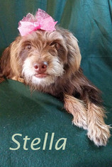 Shih Tzu Dogs for adoption in Shreveport, LA, USA