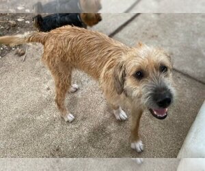 Mutt Dogs for adoption in Cranston, RI, USA