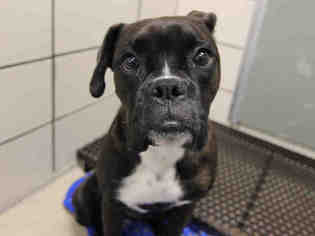 Boxer Dogs for adoption in Fort Wayne, IN, USA