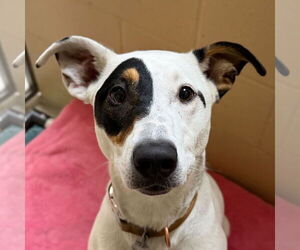 Labrador Retriever-Unknown Mix Dogs for adoption in Jefferson, WI, USA