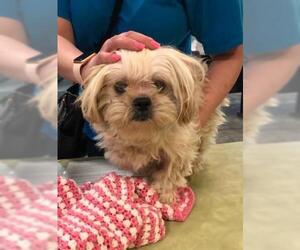 Shih Apso Dogs for adoption in Rockwall, TX, USA