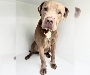 Mutt Dogs for adoption in Houston, TX, USA