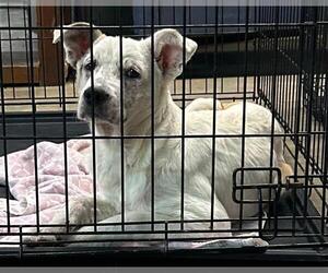 Labrador Retriever Dogs for adoption in Perry, GA, USA