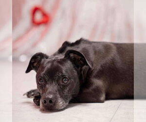 Chiweenie Dogs for adoption in Springdale, PA, USA