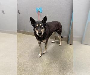 Siberian Husky-Unknown Mix Dogs for adoption in Las Vegas, NV, USA