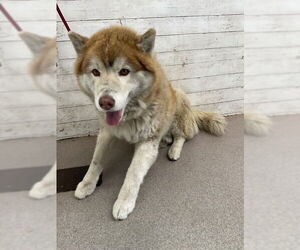Siberian Husky Dogs for adoption in San Bernardino, CA, USA