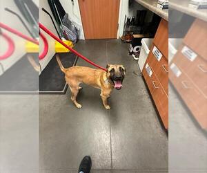 Mutt Dogs for adoption in Santa Cruz, CA, USA