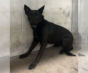 German Shepherd Dog-Unknown Mix Dogs for adoption in San Bernardino, CA, USA