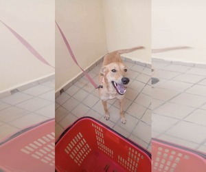 Labrador Retriever-Unknown Mix Dogs for adoption in Virginia Beach, VA, USA