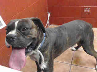 Boxer Dogs for adoption in Downey, CA, USA