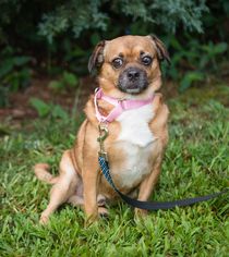 Puggle Dogs for adoption in Alpharetta, GA, USA