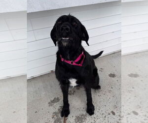 Labrador Retriever-Unknown Mix Dogs for adoption in Muskegon, MI, USA