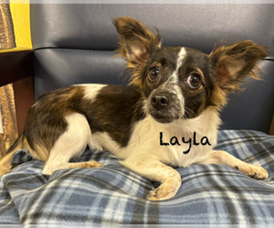 Chihuahua-Unknown Mix Dogs for adoption in Cranston, RI, USA