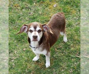 Puggle Dogs for adoption in Brookeville, MD, USA