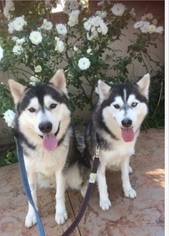 Siberian Husky Dogs for adoption in Newport Beach, CA, USA