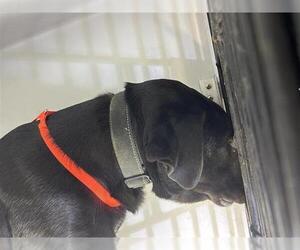 Labrador Retriever-Unknown Mix Dogs for adoption in Houston, TX, USA