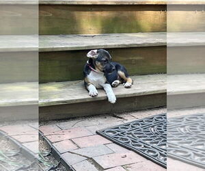 Beagle-Unknown Mix Dogs for adoption in Raleigh, NC, USA