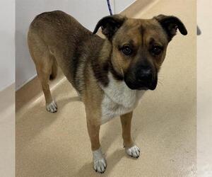 German Shepherd Dog-Unknown Mix Dogs for adoption in Placerville, CA, USA