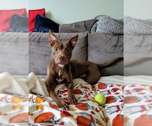 Small American Pit Bull Terrier-Pharaoh Hound Mix
