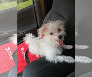 Maltese Dogs for adoption in New Orleans, LA, USA