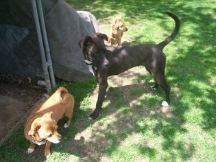 Bullboxer Pit Dogs for adoption in Baraboo, WI, USA