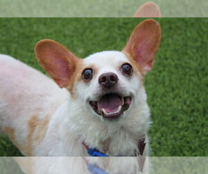 Chihuahua-Unknown Mix Dogs for adoption in Chestertown, MD, USA