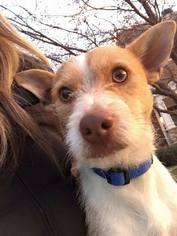 Jack-Rat Terrier Dogs for adoption in Littleton, CO, USA