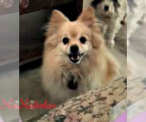 Pomeranian Dogs for adoption in Cushing, OK, USA