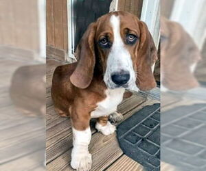 Basset Hound Dogs for adoption in Deepwater, NJ, USA