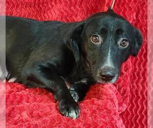 Pembroke Welsh Corgi Dogs for adoption in Lake City, MI, USA