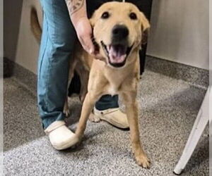 Labrador Retriever Dogs for adoption in Houston, TX, USA